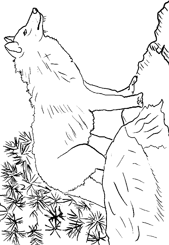 Coloriage 13 Les loups