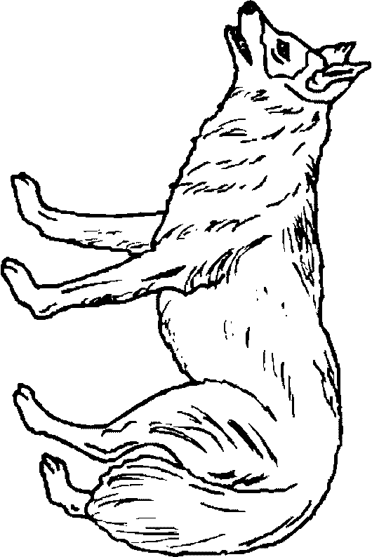 Coloriage 21 Les loups