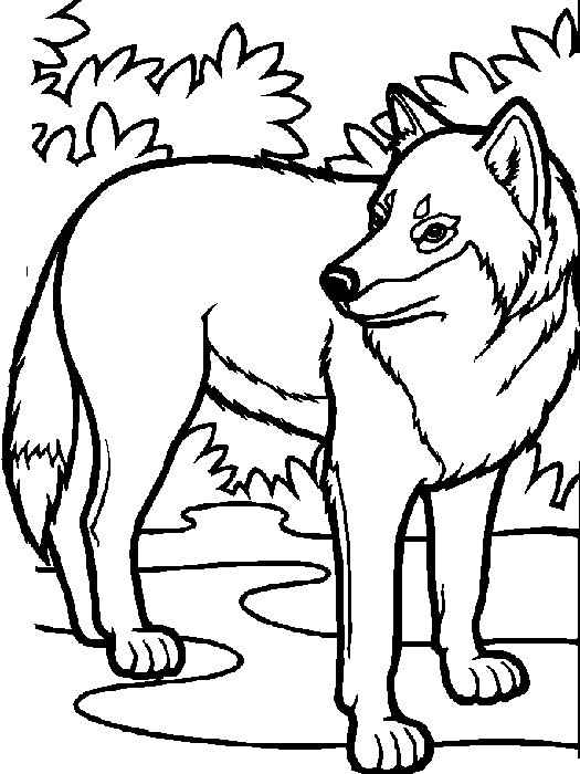 Coloriage 33 Les loups