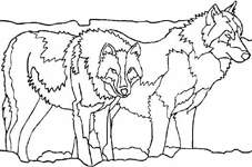 Coloriages Les loups 6