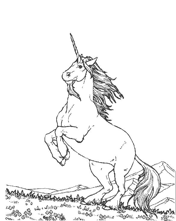 Coloriage 38 Licorne