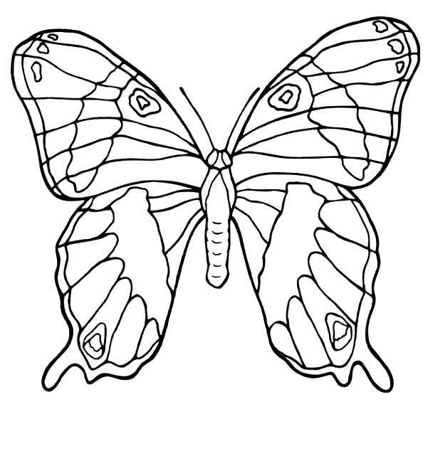 Coloriage 111 Papillons