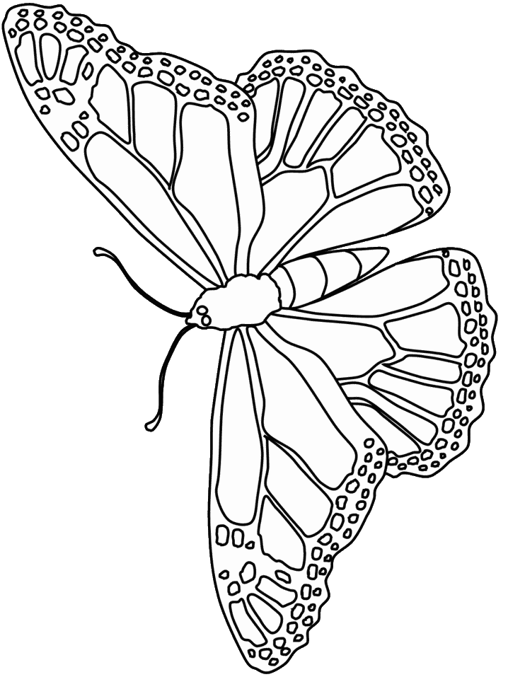 Coloriage 143 Papillons